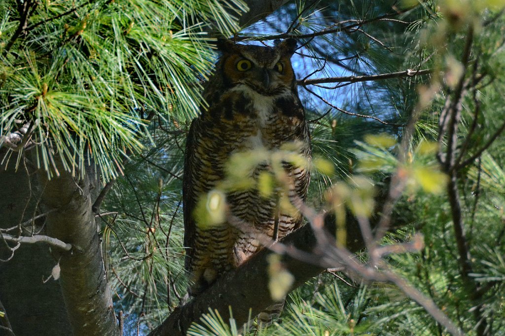 Owl, Great Horned, 2015-05085632b Mount Auburn Cemetery, MA.JPG - Great Horned Owl. Mount Auburn Cemetery, MA, 5-8-2015